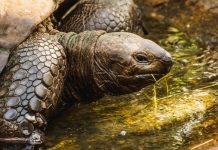 Ученые назвали возможного старейшего наземного животного планеты