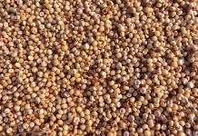 Нормализует артериальное давление, предотвращает анемию, замедляет старение. Польза каши из сорго