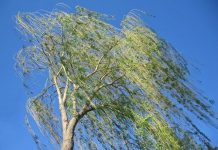 Что делать при сильном ветре: рекомендации кричевских спасателей Что делать при сильном ветре: рекомендации кричевских спасателей