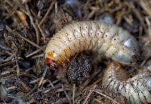 Личинки майского жука в огороде: как избавиться весной без лишней химии Личинки майского жука в огороде: как избавиться весной без лишней химии