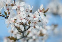 Подготовка к заморозкам: лучшие способы защиты растений весной Подготовка к заморозкам: лучшие способы защиты растений весной