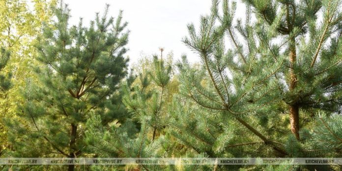 Около 20 тыс. га новых лесов будет создано в Беларуси в этом году