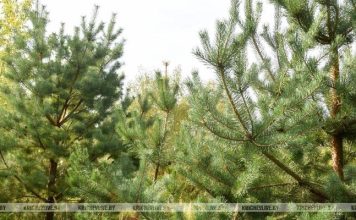 В Кричевском районе введены ограничения на посещение лесов В Кричевском районе введены ограничения на посещение лесов