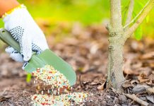 Как повысить урожай вишни и сливы весной Как повысить урожай вишни и сливы весной