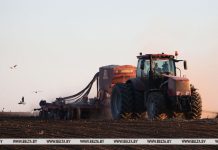 Гречиху в Беларуси посеяли на половине запланированных площадей Гречиху в Беларуси посеяли на половине запланированных площадей