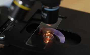 Первая в мире вакцина от болезни Лайма может появиться в 2027 году Кричев | Новости Кричева и Кричевского района