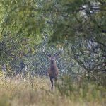 Ученые: Чернобыльская зона отчуждения стала уникальным местом обитания диких животных Все новости