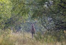Ученые: Чернобыльская зона отчуждения стала уникальным местом обитания диких животных