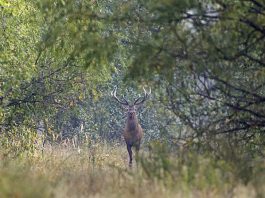 Ученые: Чернобыльская зона отчуждения стала уникальным местом обитания диких животных