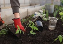 Заправьте лунки этим один раз – будете ведрами собирать томаты весь сезон