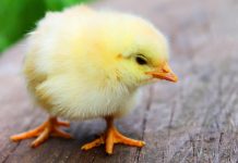 В США создали искусственное яйцо, из которого вылупились цыплята