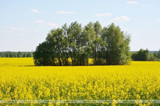 Посмотрите, как на Кричевщине цветет рапс