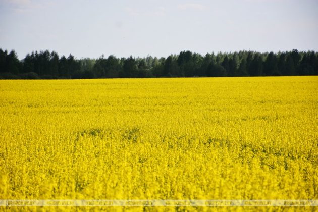 Посмотрите, как на Кричевщине цветет рапс