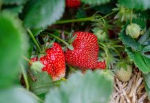 Весенние подкормки клубники: 3 шага к богатому урожаю Весенние подкормки клубники: 3 шага к богатому урожаю