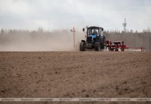 Кричевский район первым в области завершил сев кукурузы Кричевский район первым в области завершил сев кукурузы