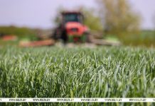 Первый укос трав проведен на 60% запланированных площадей в Беларуси
