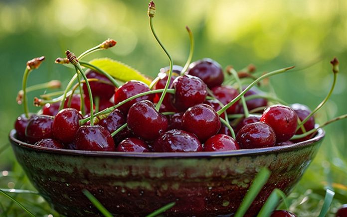 A plate of cherries in the garden