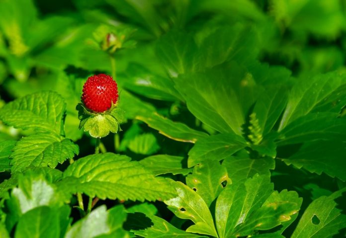 couleur-strawberry-3501491