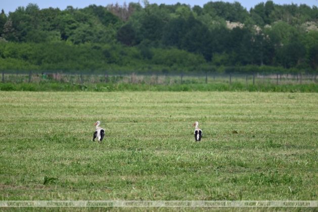 В Кричевском районе скошено трав первым укосом более трети от задания
