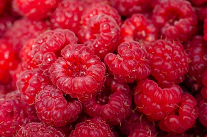 kathas_fotos-raspberries-7313700