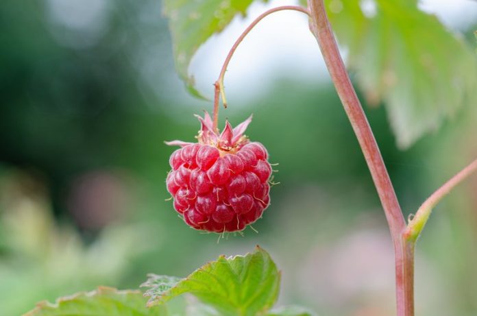 kathas_fotos-raspberry-7313702
