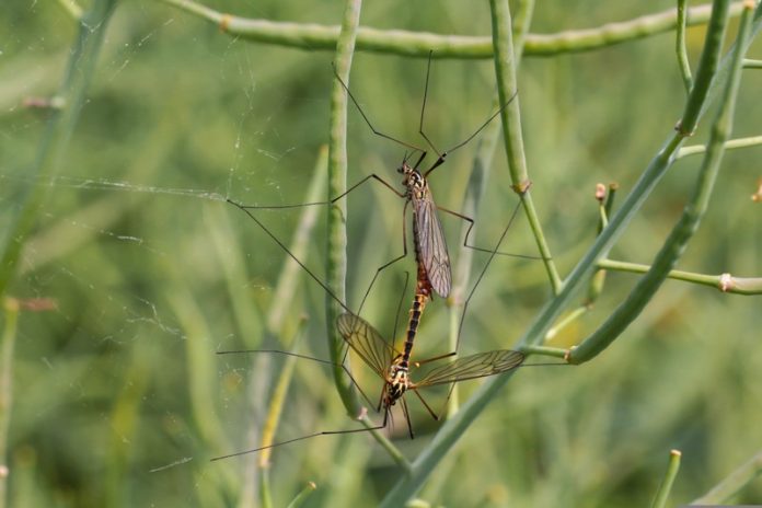 knollzw-mosquitoes-3390932