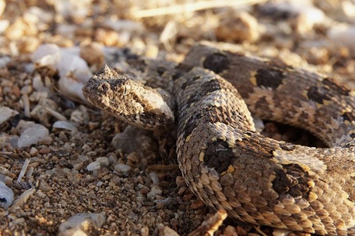 thomas_dorner-venomous-snake-7757526