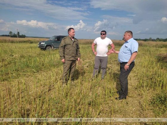 В КСУП «Малятичи-АГРО» началась уборка озимого рапса
