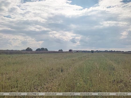 В КСУП «Малятичи-АГРО» началась уборка озимого рапса
