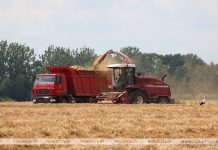 Массовая уборка озимого ячменя началась в Беларуси Массовая уборка озимого ячменя началась в Беларуси