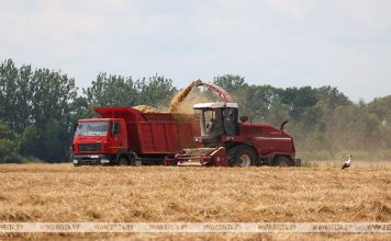 Массовая уборка озимого ячменя началась в Беларуси Массовая уборка озимого ячменя началась в Беларуси