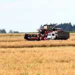 Озимый ячмень в Беларуси убран на 23% площадей Все новости