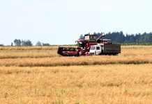 Озимый ячмень в Беларуси убран на 23% площадей