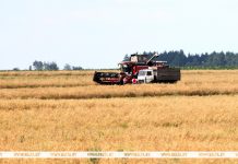 Озимый ячмень в Беларуси убран на 23% площадей Озимый ячмень в Беларуси убран на 23% площадей