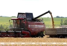 Озимый ячмень в Беларуси убран на 28% площадей