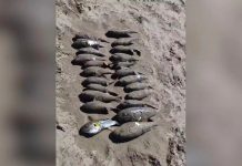 Смертельно ядовитая рыба фугу массово выбрасывается на берег в Приморье
