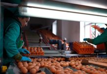 Белстат: сельхозпроизводство в Беларуси выросло почти на 5%