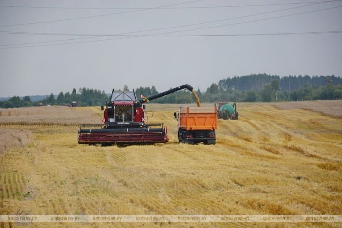 На Кричевщине полным ходом идет уборочная страда На Кричевщине полным ходом идет уборочная страда