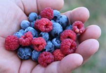 Какие фрукты самые полезные в июле Какие фрукты самые полезные в июле