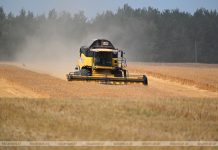 На Кричевщине сжаты первые гектары озимого ячменя На Кричевщине сжаты первые гектары озимого ячменя