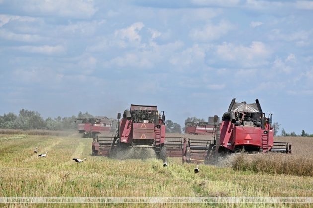 Уборка рапса Архитект набирает обороты в «Новобельском-АГРО»