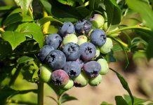 Уход за голубикой после сбора: самое время для важных дел Уход за голубикой после сбора: самое время для важных дел
