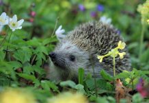 Растения, которые лучше обходить стороной Растения, которые лучше обходить стороной
