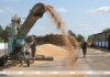 В Беларуси намолотили более 4,6 млн тонн зерна В Беларуси намолотили более 4,6 млн тонн зерна