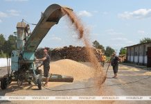 В Беларуси намолотили более 4,6 млн тонн зерна В Беларуси намолотили более 4,6 млн тонн зерна
