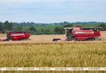 В Беларуси намолотили почти 6 млн тонн зерна В Беларуси намолотили почти 6 млн тонн зерна