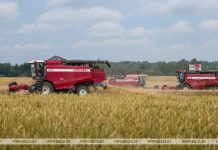 В Беларуси намолотили 6,6 млн тонн зерна В Беларуси намолотили 6,6 млн тонн зерна
