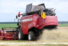 В Беларуси намолотили 7,6 млн тонн зерна В Беларуси намолотили 7,6 млн тонн зерна