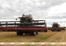 В Беларуси намолотили 8,4 млн тонн зерна В Беларуси намолотили 8,4 млн тонн зерна