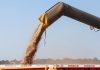 Поставка зерна по госзаказу в Беларуси выполнена на 94% Поставка зерна по госзаказу в Беларуси выполнена на 94%